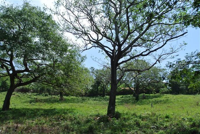 Listing ID: URE0510, Pumpkin Hill Road Utila, Bay Islands, HN - Pumpkin Hill Road Home Site, Photo #