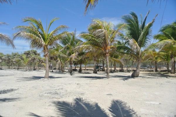 Listing ID: URE0526, Rocky Point Estates Trade Wind Utila, Bay Islands, HN - Tradewind Ocean Front Homesite, Photo #