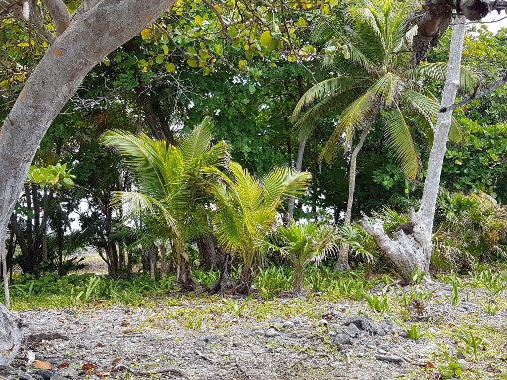 Listing ID: URE0537, Pretty Bush - South Shore Utila, Bay Islands, HN - 85 + Feet Of Beachfront On The South Shore, Photo #