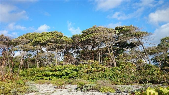 Listing ID: URE0541, Little Bight - South Shore Utila, Bay Islands, HN - 110 Feet Of Beach Front At Little Bight, Photo #