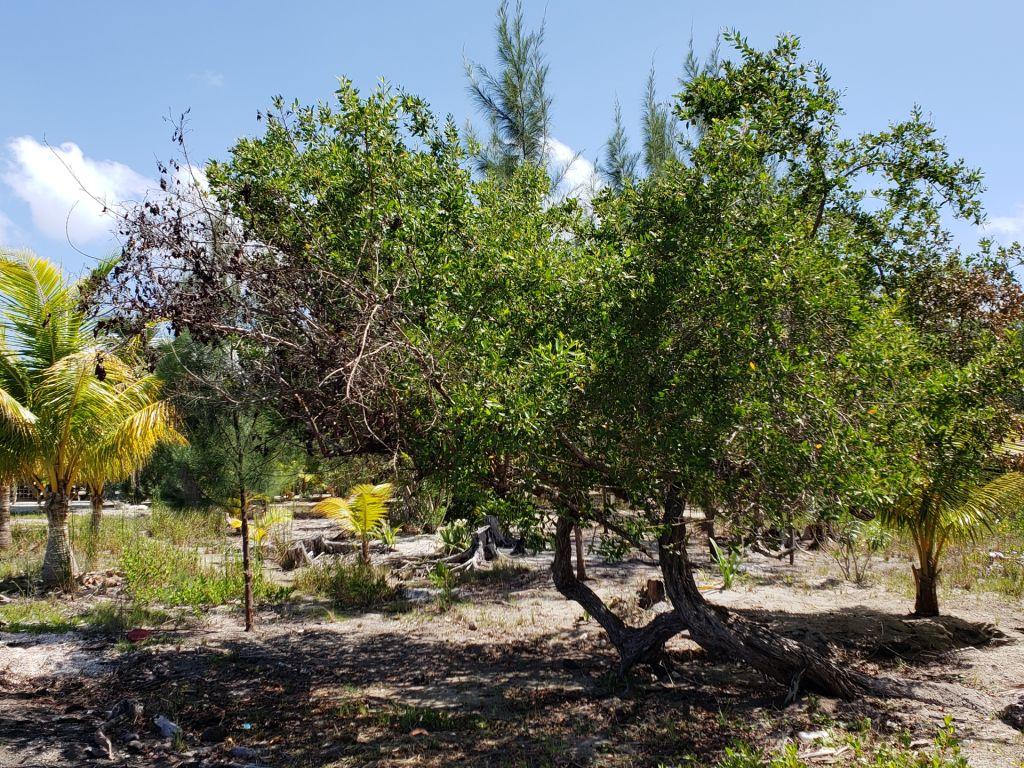 Listing ID: URE0585, Jonathan Point Utila, Bay Islands, HN - Beachfront Lot At Jonathan Point, Photo #