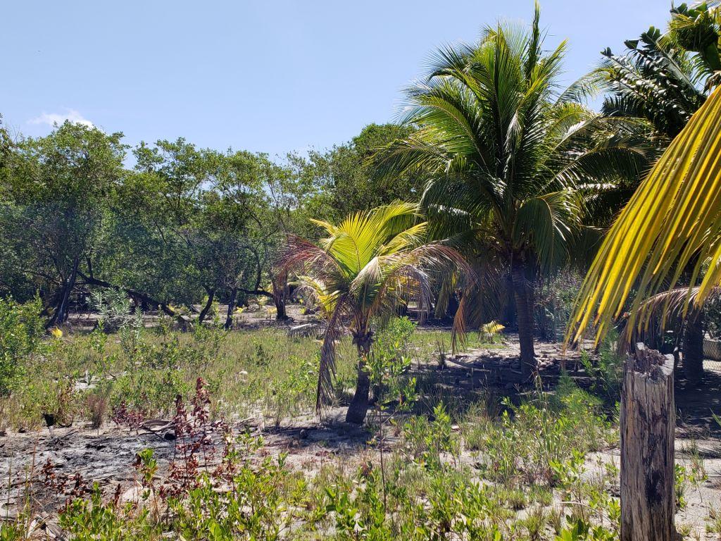 Listing ID: URE0585, Jonathan Point Utila, Bay Islands, HN - Beachfront Lot At Jonathan Point, Photo #