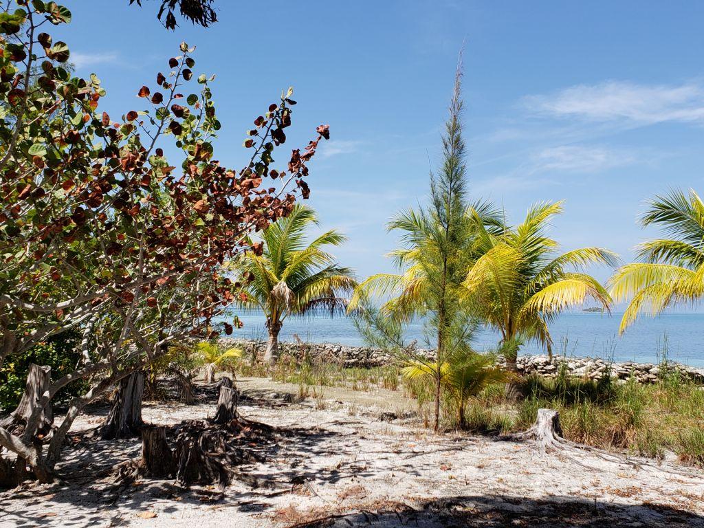 Listing ID: URE0585, Jonathan Point Utila, Bay Islands, HN - Beachfront Lot At Jonathan Point, Photo #