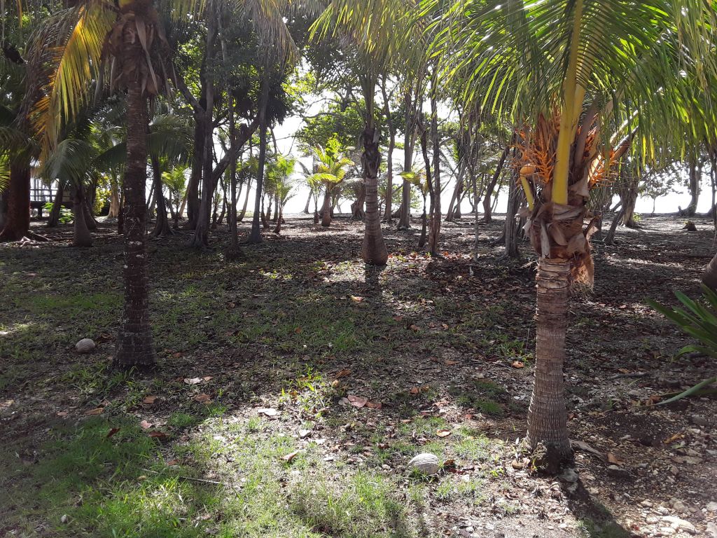 Listing ID: URE0608, Silver Gardens Utila, Bay Islands, HN - Beachfront Lot At Silver Gardens, Photo #