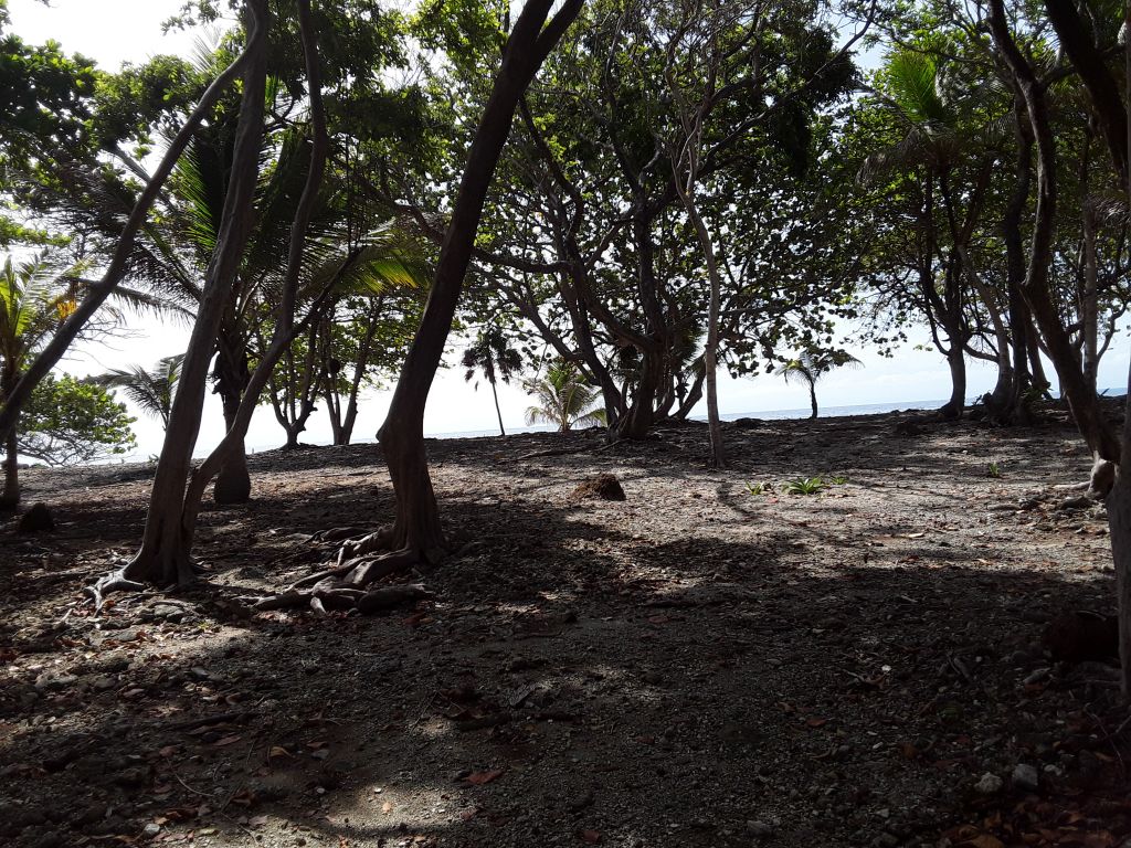 Listing ID: URE0608, Silver Gardens Utila, Bay Islands, HN - Beachfront Lot At Silver Gardens, Photo #