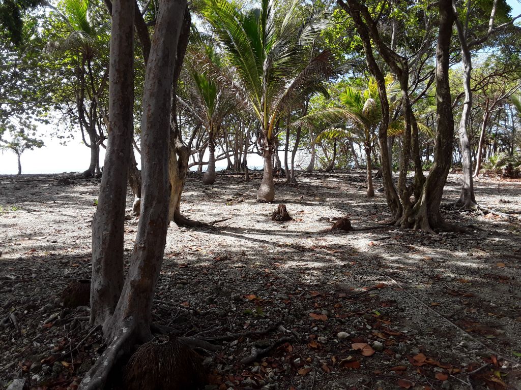 Listing ID: URE0608, Silver Gardens Utila, Bay Islands, HN - Beachfront Lot At Silver Gardens, Photo #