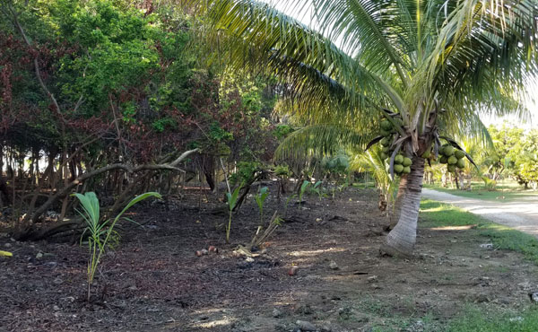 Listing ID: URE0617,  Utila, Bay Islands, HN - 0.375 Acre Beachfront Lot At Silver Garden (Lot A), Photo #