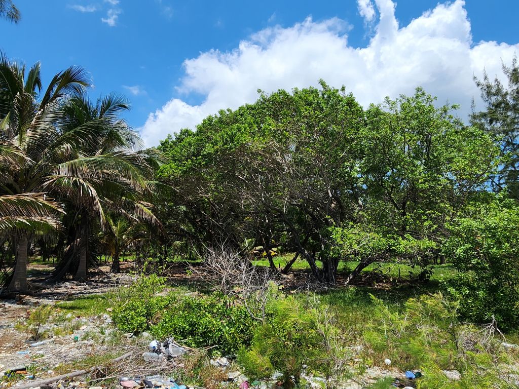 Listing ID: URE0656, Silver Gardens Utila, Bay Islands, HN - Silver Gardens Beachfront Lot #16, Photo #