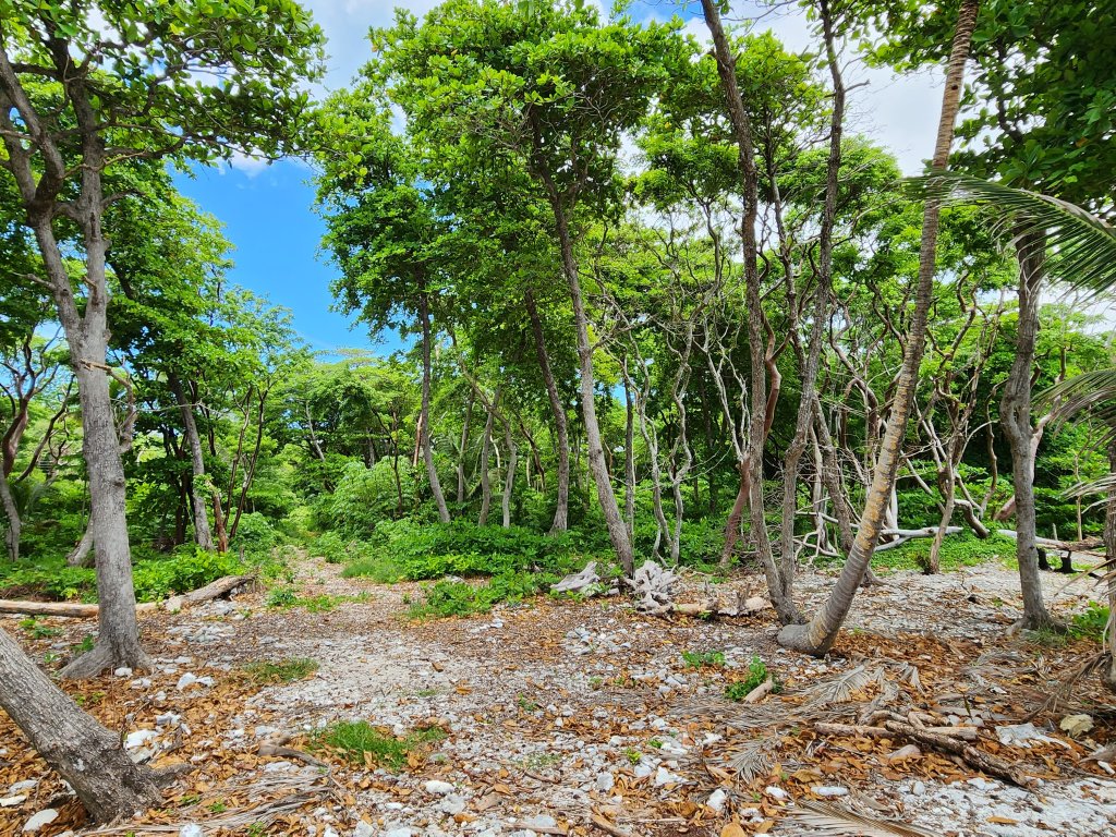 Listing ID: URE0663, Big Rock Utila, Bay Islands, HN - Big Rock, Oceanfront, Lot 13, Photo #