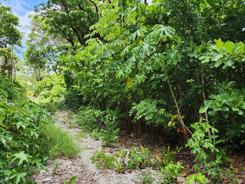 Listing ID: URE0663, Big Rock Utila, Bay Islands, HN - Big Rock, Oceanfront, Lot 13, Photo #