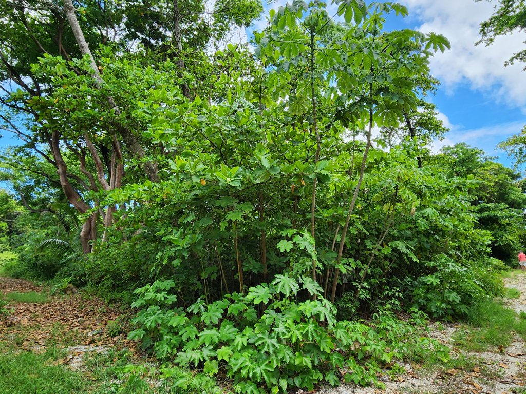 Listing ID: URE0663, Big Rock Utila, Bay Islands, HN - Big Rock, Oceanfront, Lot 13, Photo #