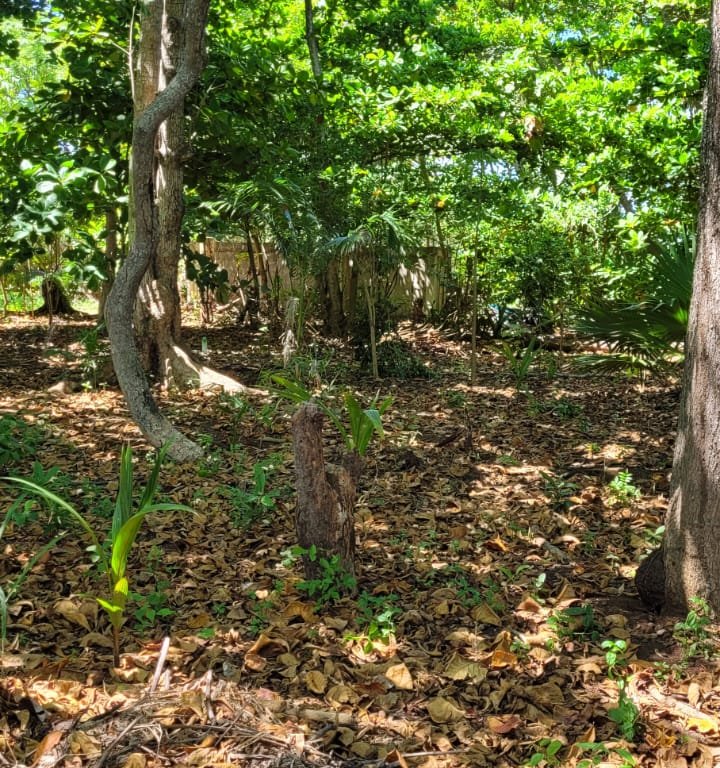 Lot Sold - Utila, Bay Islands - Listing ID: URE0667 - Photo