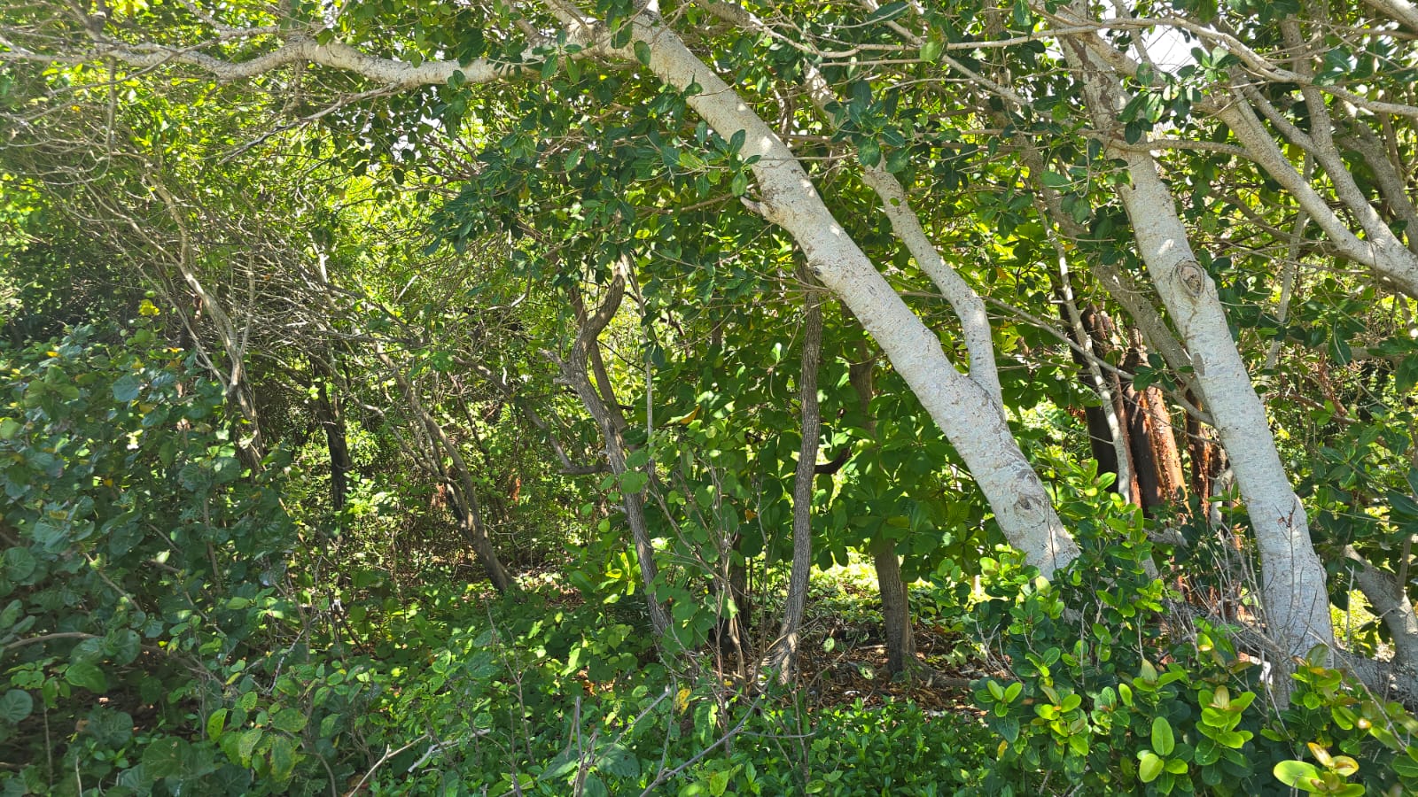 Listing ID: URE0691, Big Rock Utila, Bay Islands, HN - Big Rock oceanfront and back Lot with covered boat slip with bodega, Photo #