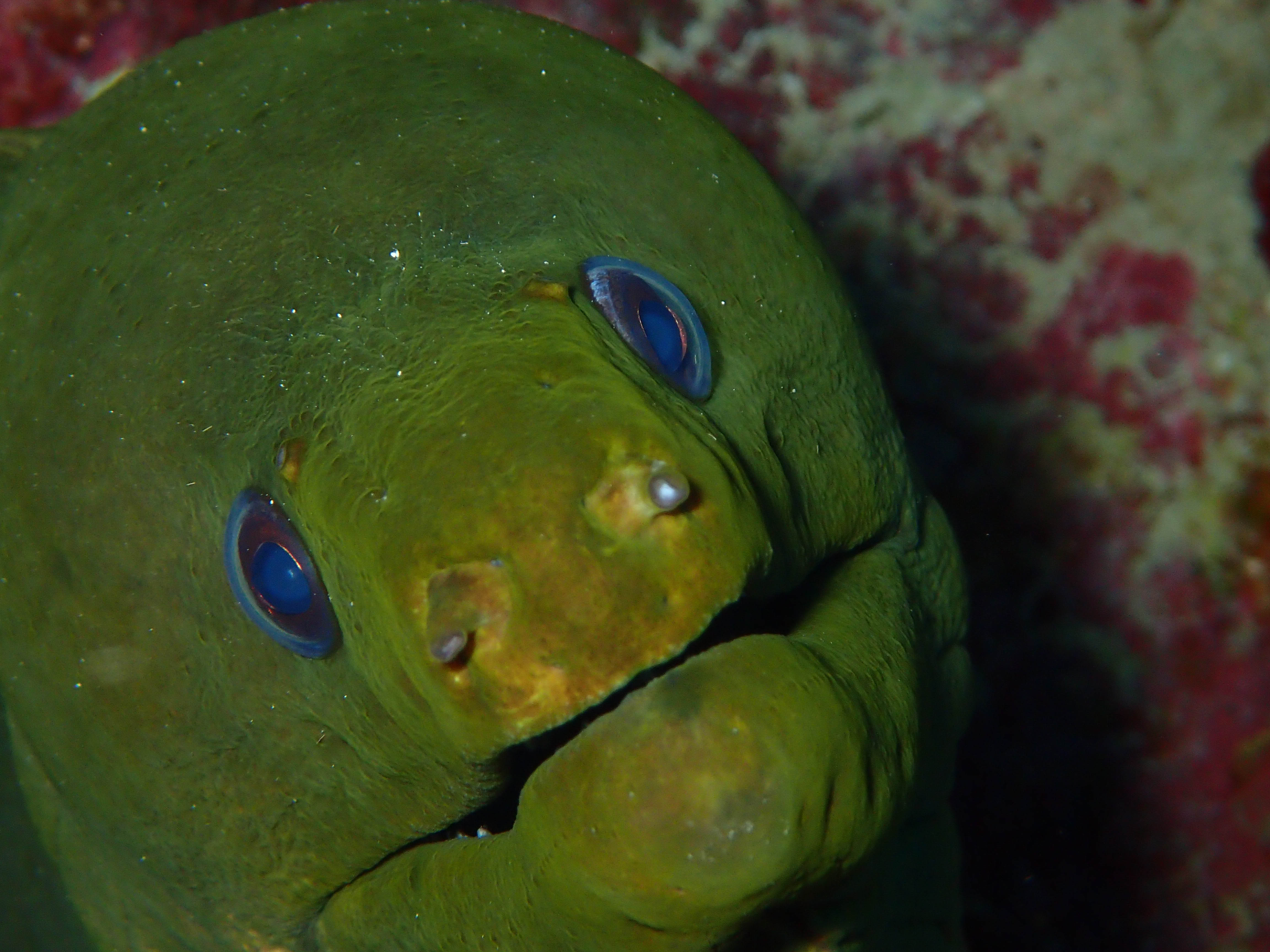 Listing ID: URE0697, Big Rock Utila, Bay Islands, HN - Utopia Village, Photo #