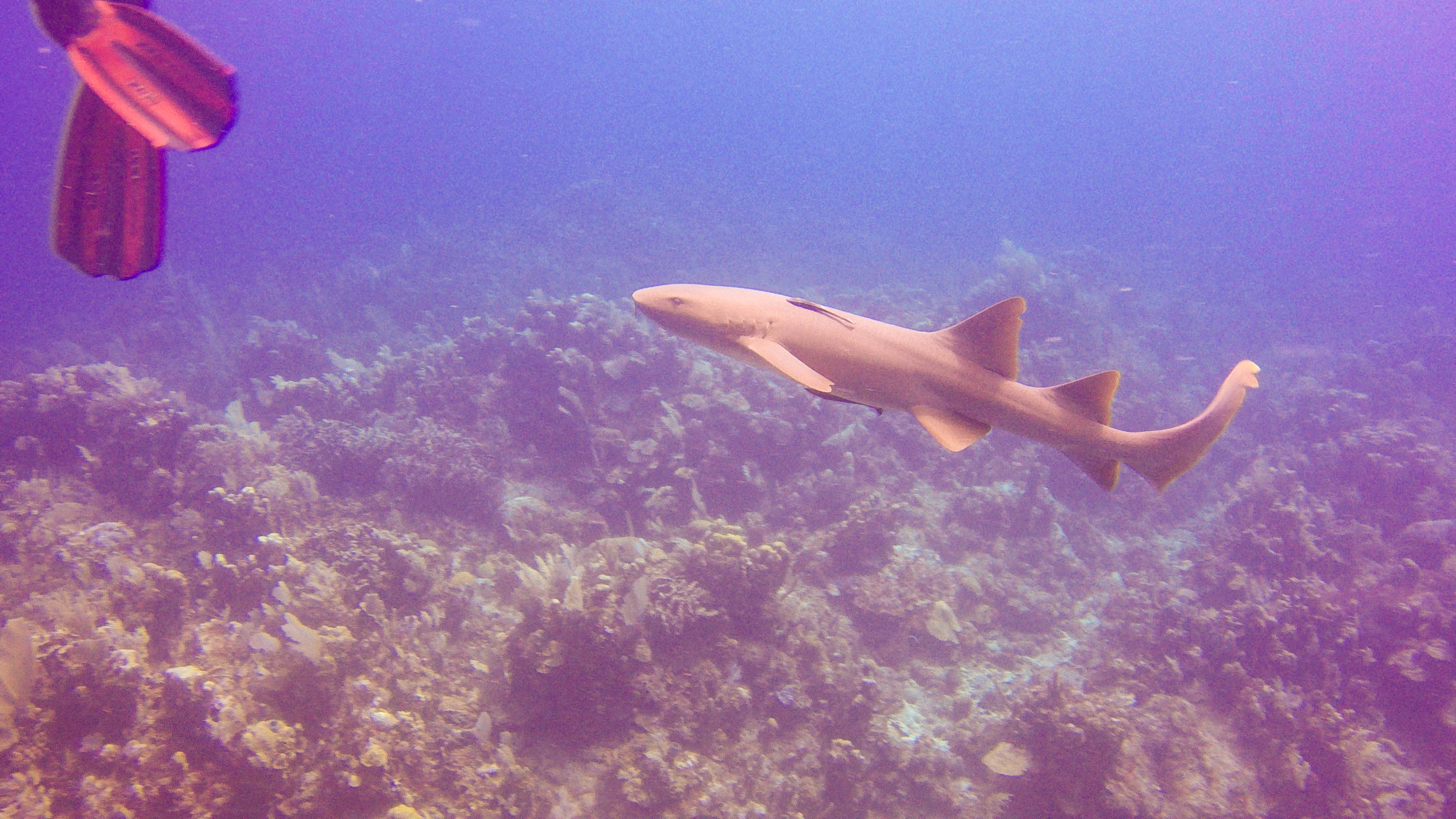 Listing ID: URE0697, Big Rock Utila, Bay Islands, HN - Utopia Village, Photo #