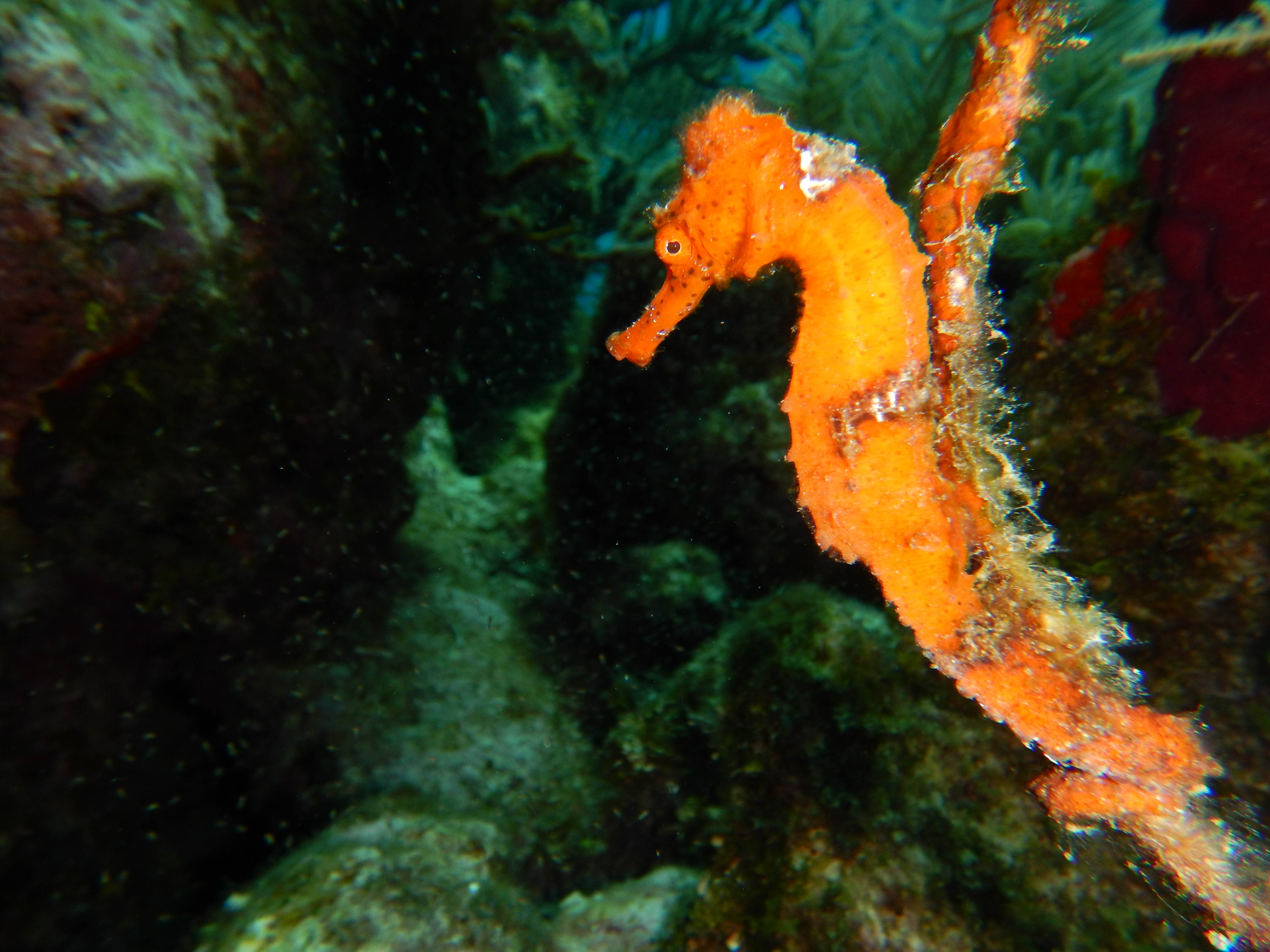 Listing ID: URE0697, Big Rock Utila, Bay Islands, HN - Utopia Village, Photo #