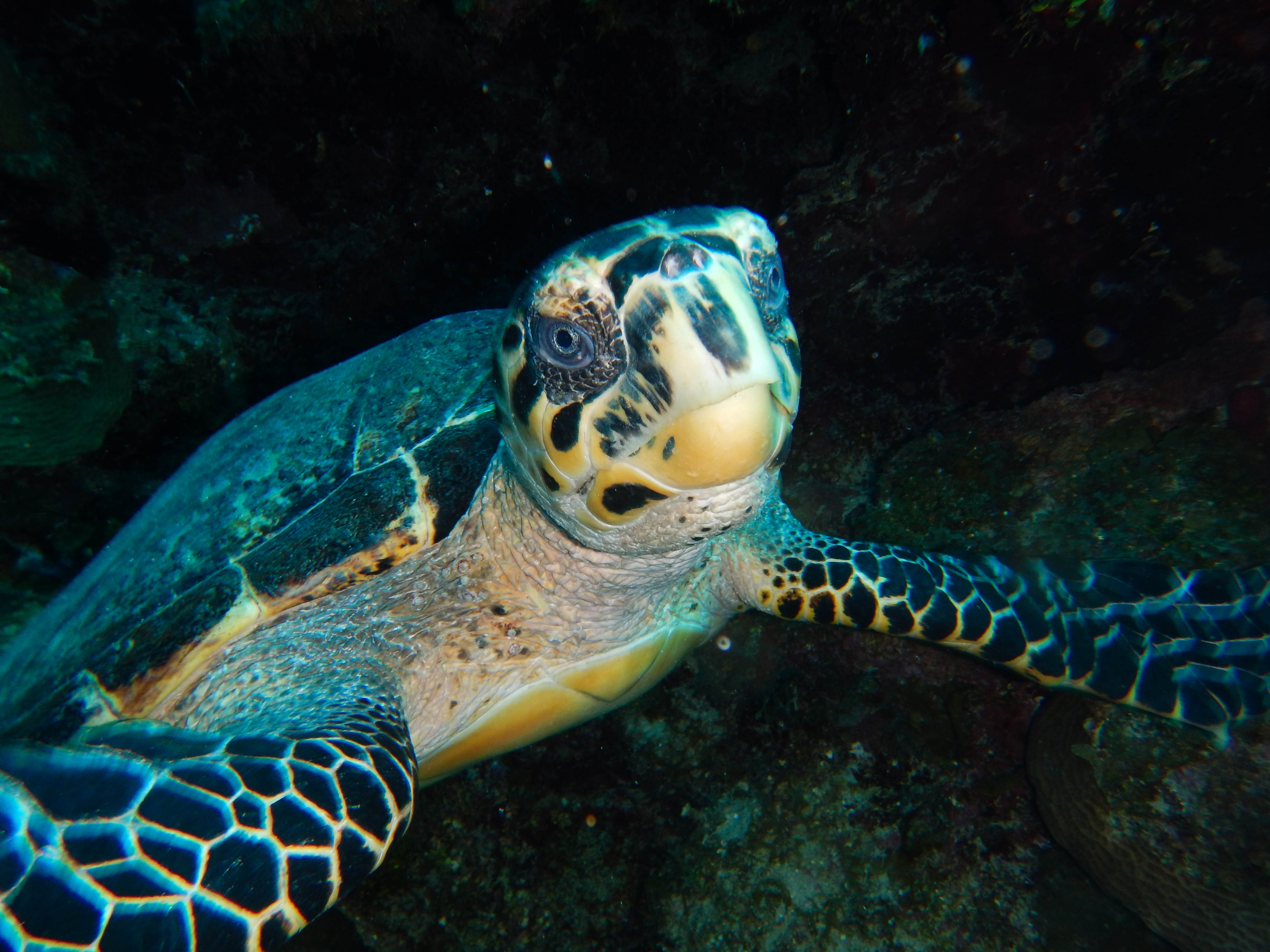 Listing ID: URE0697, Big Rock Utila, Bay Islands, HN - Utopia Village, Photo #