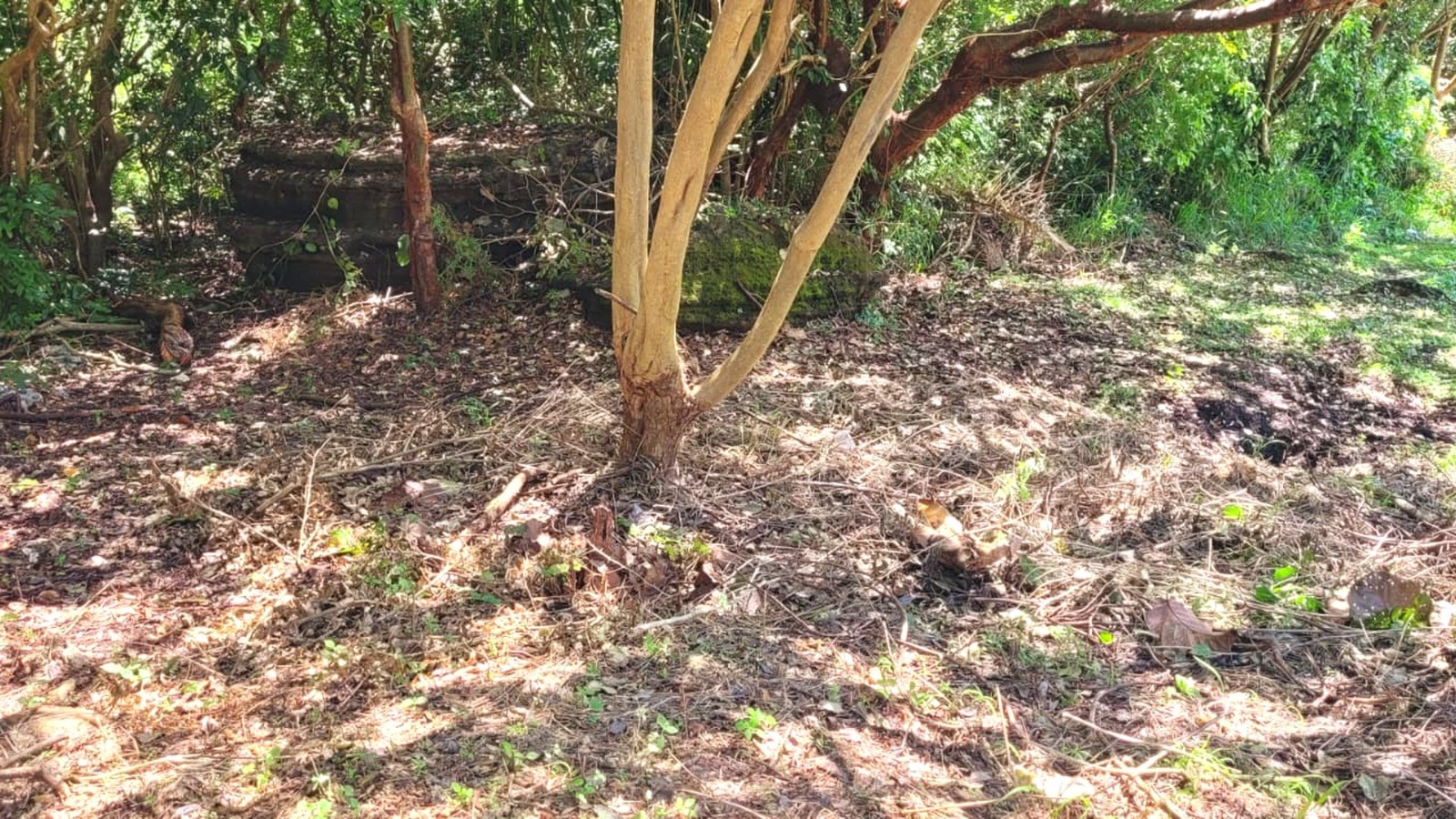 Listing ID: URE0698, Pumpkin Hill Utila, Bay Islands, HN - South View Pumpkin Hill Lot, Photo #
