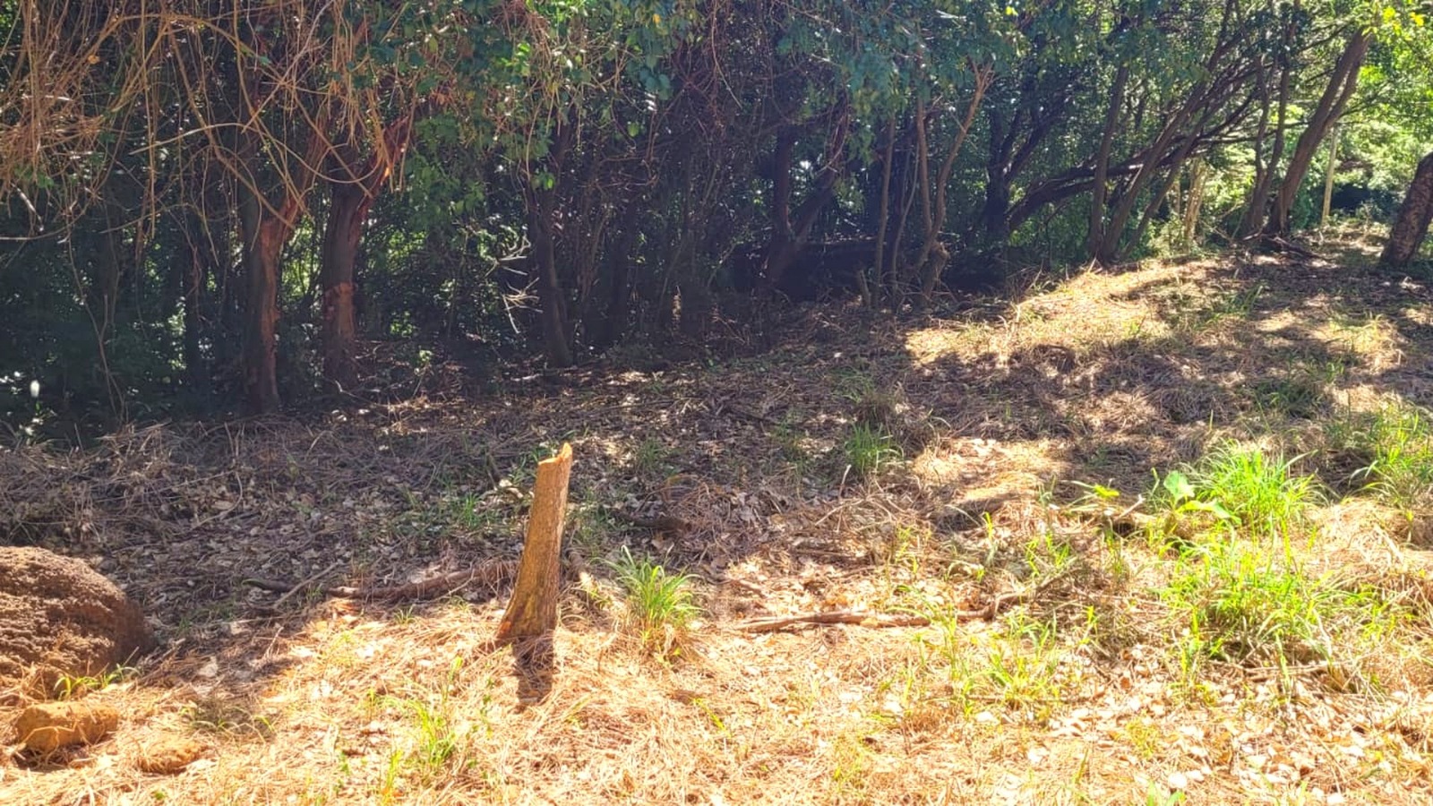 Listing ID: URE0698, Pumpkin Hill Utila, Bay Islands, HN - South View Pumpkin Hill Lot, Photo #