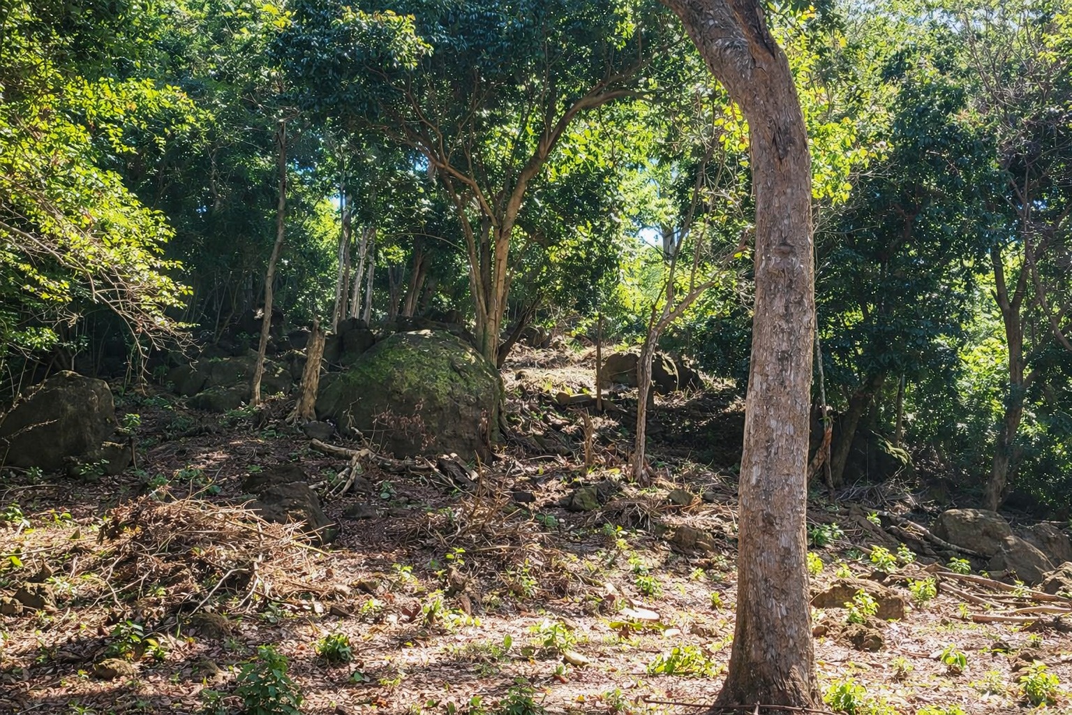 Listing ID: URE0699, Pumpkin Hill Utila, Bay Islands, HN - North View Pumpkin Hill Lot, Photo #